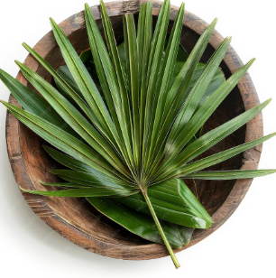 Saw Palmetto