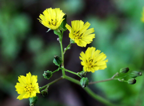Tribulus Terrestris